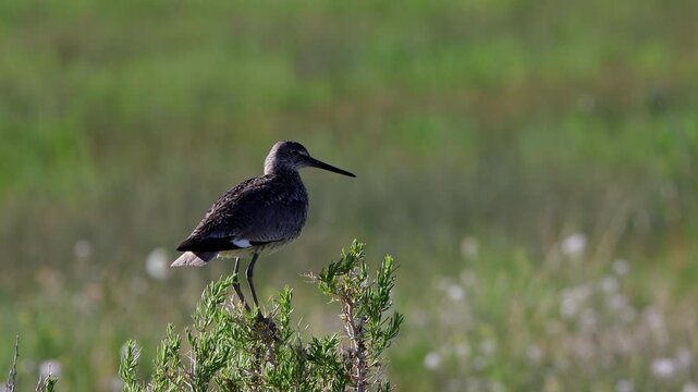 Closeup and flyaway of a Willet, a large shorebird that&rsquo;s part of the sandpiper family, in a marsh in Colorado