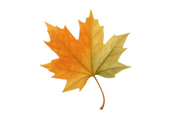 Fototapeta premium Maple leaf showing the beauty of fall, transitioning through yellow, orange, and green colors, isolated on a transparent background