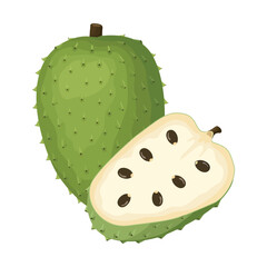Guanabana fruit. Vector illustration. Highlights and shadows. Isolated on a white background.