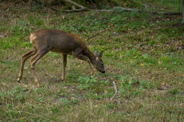 Roe deer foraging for food, Poland, in captivity