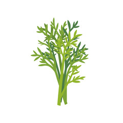 Fresh green dill aromatic herb bunch, isolated flat style vector illustration