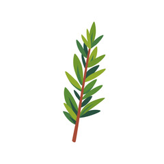 Fresh green rosemary aromatic herb sprig, isolated flat style vector illustration