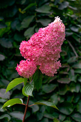 Beautiful white and pink hydrangea flowers.