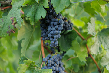 grappoli maturi di uva nera, a inizio autunno, attaccati alla pianta di vite, in un vigneto