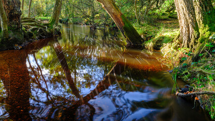 Autumn views in the New Forest