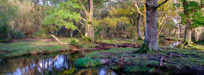 Autumn views in the New Forest