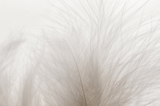 White grey feathers macro blurred background Cloud Dancer color trend.