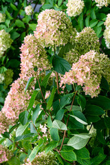 Beautiful white and pink hydrangea flowers.