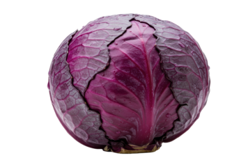 A hyper-realistic close-up of a single vibrant purple cabbage head with dewdrops and crisp veining, isolated on a transparent background, emphasizing healthy food concept