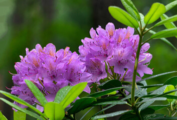 Rhododendron bushes with bright pink flowers in the forest.