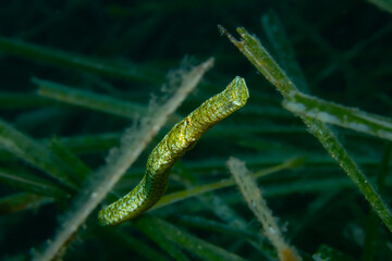 Remarkable Pipefish Portrait: Pin-sharp close-up of the Syngnathus typhle rondeleti (Broadnosed Pipefish) head