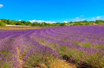 Naklejka premium lavender field in Simiane-la-Rotonde