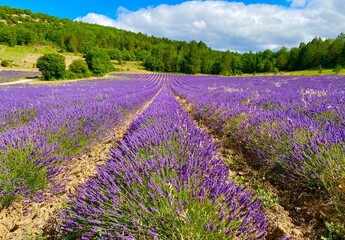 Naklejka premium lavender field in Sault