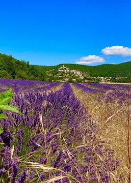 field of lavender in Banon