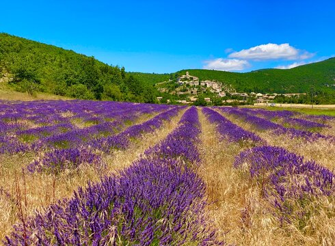field of lavender in Banon