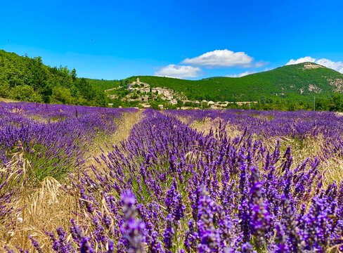 field of lavender in Banon
