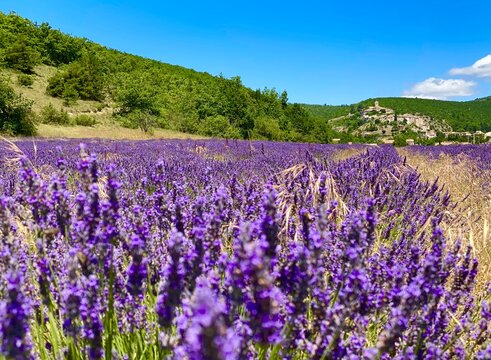 field of lavender in Banon