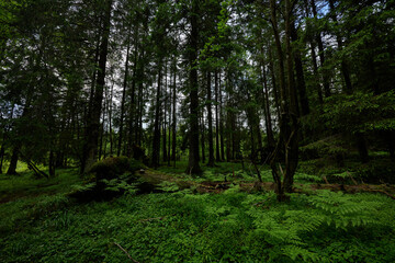 Nordic Summer Forest With Fallen Giant