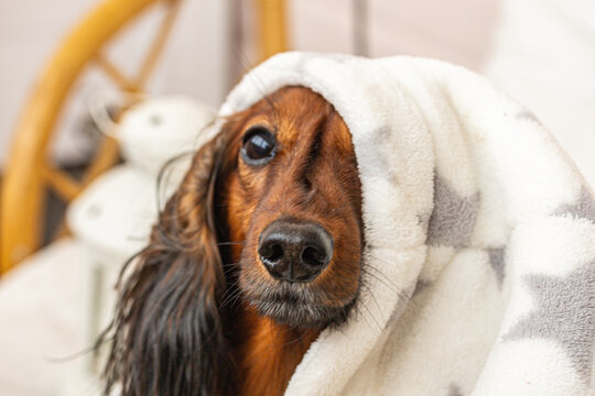 Dog under a soft white plaid blanket, enjoying warmth and comfort on a chilly day. Pet companionship and care, the bond between pets and their owners. 