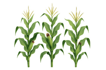 Fototapeta premium Growing corn stalk plants with cobs visible on a transparent background illustrating agriculture and food