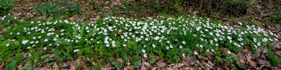 Waldanemonen