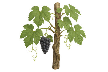 Grapevine plant with ripe dark grapes and green leaves growing on a wooden stake, transparent background
