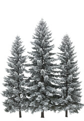 Obraz premium three towering evergreen picea trees meticulously encrusted with sharp, brilliant rime ice and frost crystals, captured against a transparent studio cyclorama background. concept of pristine winter