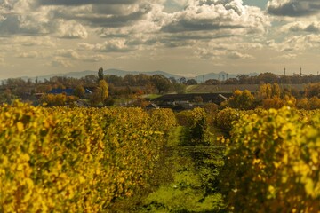 A vineyard with yellowed leaves near a village in the Western Caucasus on a sunny day in late Octobe