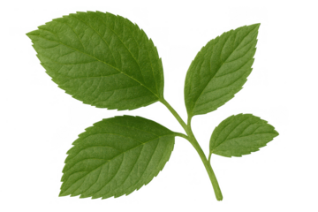 Healthy green leaves on a plant stem, transparent background, growing foliage representing nature, environment, and growth