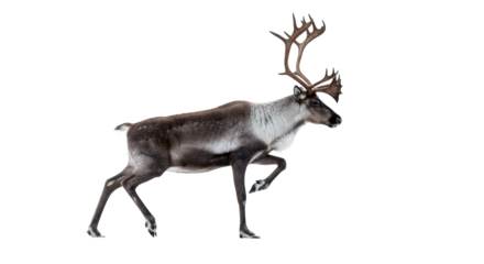 Majestic female caribou with huge textured velvet antlers and thick winter coat, suspended mid-leap by high-speed shutter in dramatic rim light on a transparent void. Dynamic wild grace concept