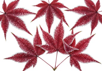 Six overlapping crimson japanese maple (acer palmatum) leaves coated in highly detailed crystalline rime ice, macro shot on a transparent studio background. Concept of frozen autumn beauty