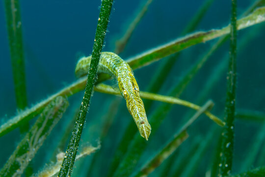 Syngnathus Typhle Pipefish on Seagrass in Mediterranean Sea - Broadnosed Pipefish in Costa Brava Spain Underwater Macro