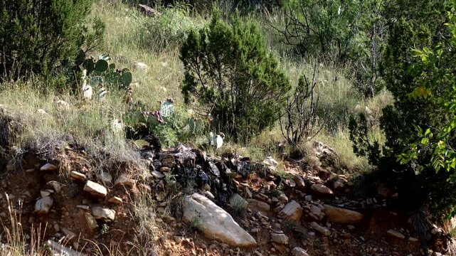 Native cacti and grasses intermingle on a rocky hillside in summer at Villanueva State Park in New Mexico, USA
