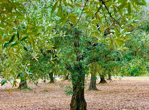 Garden of olive trees in Nyons