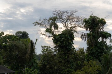 Lush tropical trees silhouetted against a cloudy sunset sky.
