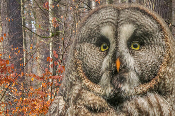 Great Gray Owl Portrait Close-up, Intense Yellow Eyes, Autumn Forest Background, Golden Light