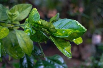 Close-up of vibrant green leaves with water droplets in a lush garden setting.