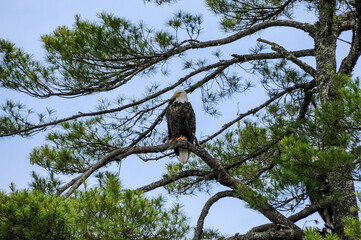 Bald Eagle in Pine Tree