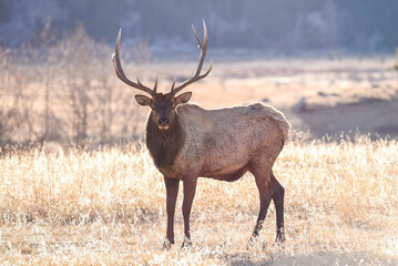 Elk in Meadow