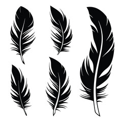 Obraz premium Black feathers with intricate barbs are gracefully displayed on a clean white background