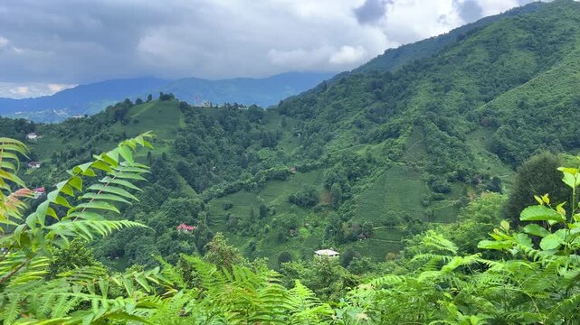 Tea plantations of Rize province with a mountain landscape. Close-up of fresh and bright tea. A tea plant grown on the Black Sea. Karadeniz region in Turkey. Farm for the production of fresh green tea