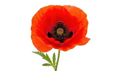 Vibrant red poppy flower blooming on white background, perfect for spring