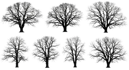 ten isolated ancient bare oak tree silhouettes (black/dark gray) against a stark white studio background; ultra-detailed gnarled trunks and crisp, intricate branches. concept for minimalist graphic