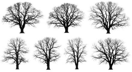 ten isolated ancient bare oak tree silhouettes (black/dark gray) against a stark white studio background; ultra-detailed gnarled trunks and crisp, intricate branches. concept for minimalist graphic