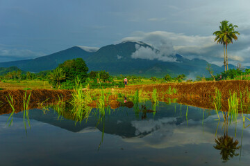Obraz premium Beautiful morning view indonesia Panorama Landscape paddy fields with beauty color and sky natural light
