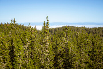 View North-Eastwards from the Tjuvåskampen Hill, part of the Totenåsen Hills, Norway.