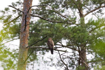 Honey buzzard on a thick branch surrounded by conifers, honey buzzard on a conifer surrounded by green branches, honey buzzard from the side, Pernis apivorus