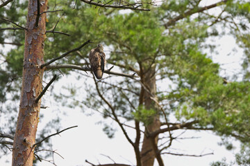 Honey buzzard on a thick branch surrounded by conifers, honey buzzard on a conifer surrounded by green branches, honey buzzard looking into the camera, Pernis apivorus