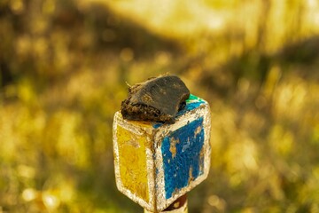 A piece of ancient pottery lies on the tip of a topographical marker on a sunny day in late October.