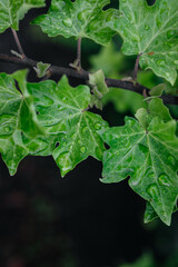 Green ivy leaves with water droplets glistening in natural light, showcasing vibrant textures and intricate patterns, creating a refreshing and serene atmosphere in nature